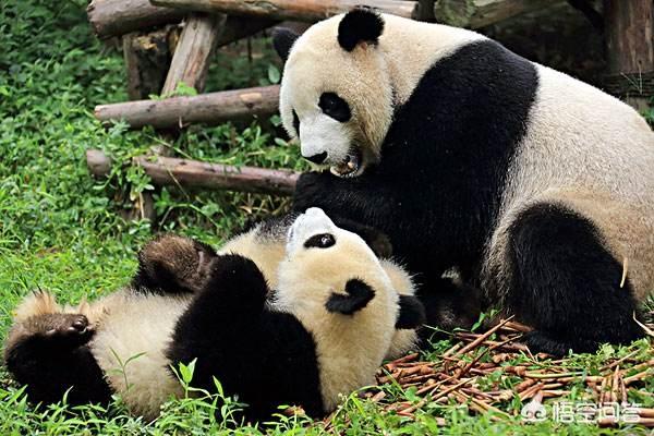 過(guò)年去成都玩，有什么特別的美食推薦？