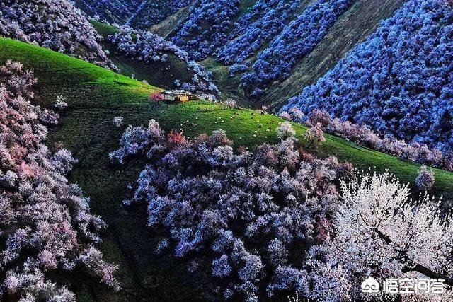 你最想去新疆哪個(gè)景區旅游？為什么？